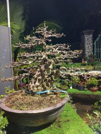 Mai chiếu thủy hoành trên 70 thông cốt rất đẹp