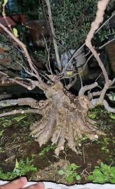 Mai chiếu thủy đang được đào tạo