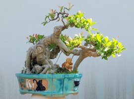 Red ficus tree