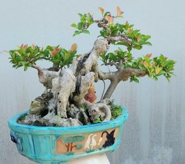 Red ficus tree