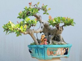 Red ficus tree