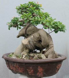 Red ficus tree looks like a dolphin