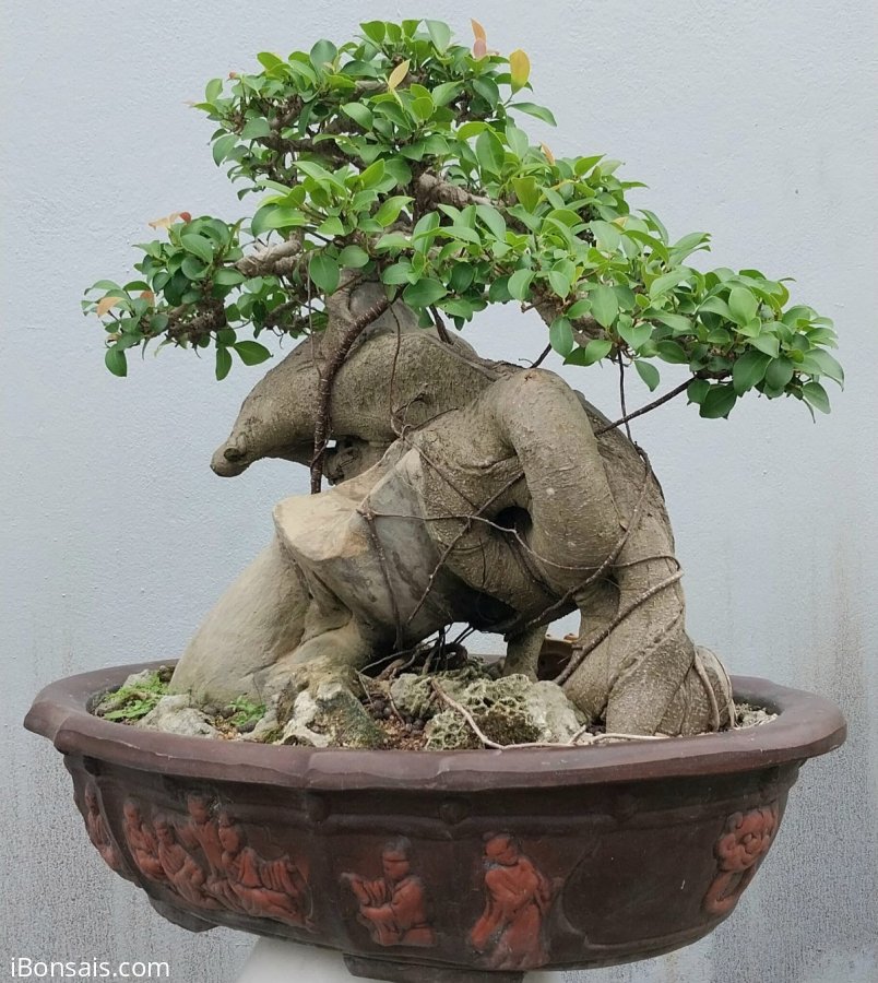 Red ficus tree looks like a dolphin