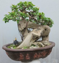 Red ficus tree looks like a dolphin