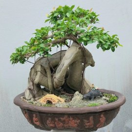 Red ficus tree looks like a dolphin
