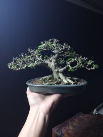 Vietnamese water jasmine