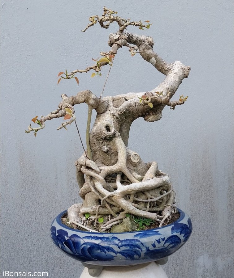 Bodhi tree