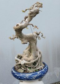 Bodhi tree