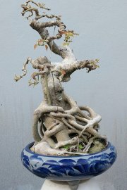 Bodhi tree