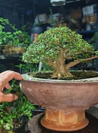 Mai chiếu thủy