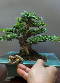 Antidesma acidum tree