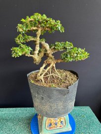 Antidesma acidum tree