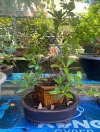 Ficus tree