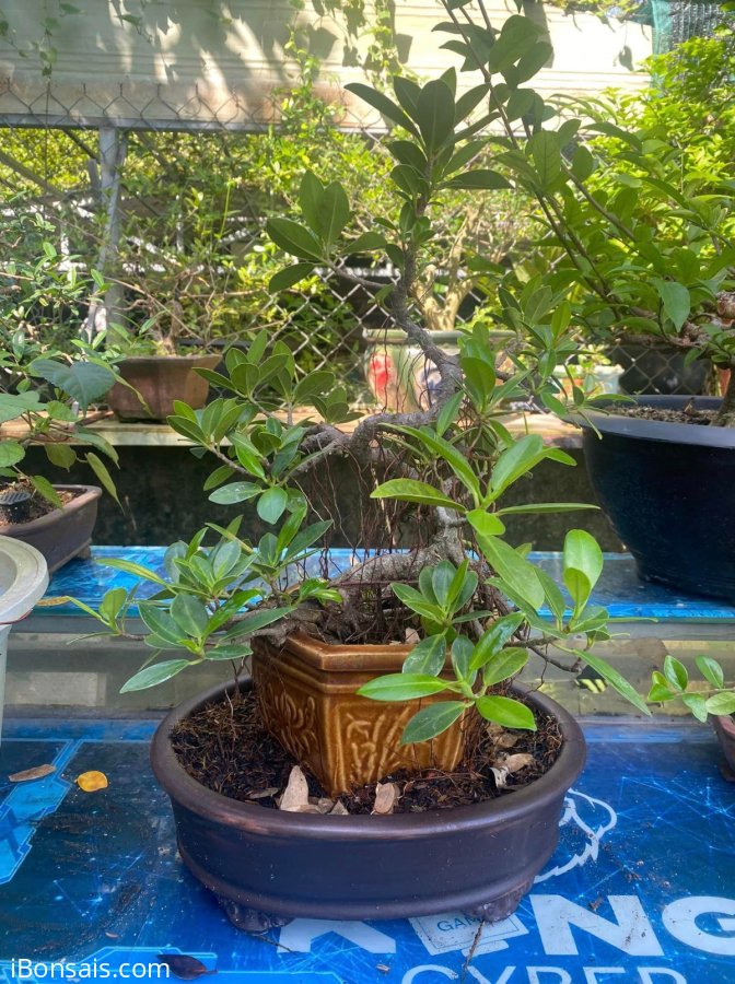 Ficus tree