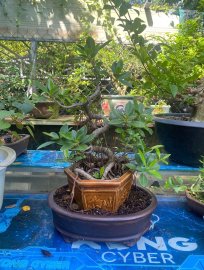 Ficus tree