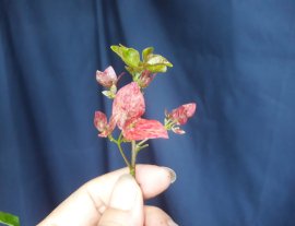 Em là Hoa Giấy Ruby Hồng...
