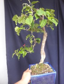 Em là Hoa Giấy Ruby Hồng...