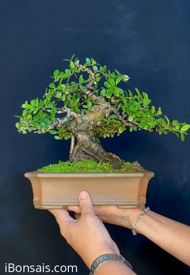 Scopolia nana tree