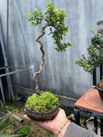 Scopolia nana tree grown from root