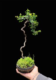 Scopolia nana tree grown from root