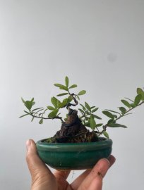 Mini hải châu lùn lực ạ