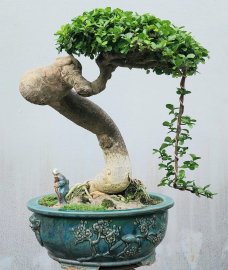 Streblus asper Lour bonsai tree