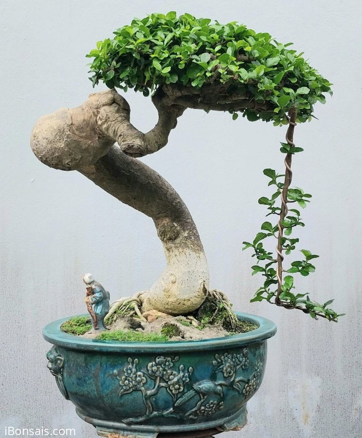 Streblus asper Lour bonsai tree