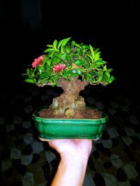 Lotus ixora