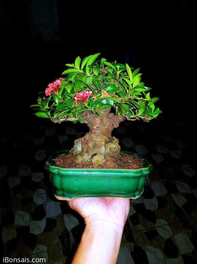 Lotus ixora