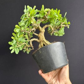 Linh sam đế đẹp già cây tàn mịn