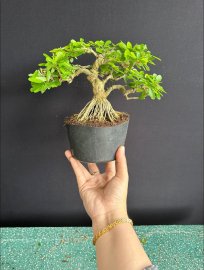 Linh sam đế đẹp già cây tàn mịn