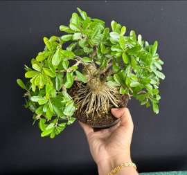 Linh sam đế đẹp già cây tàn mịn
