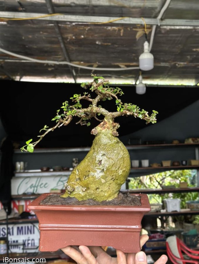 Streblus asper Lour tree