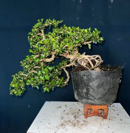Antidesma acidum tree