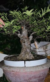 Mai chiếu thủy dáng trực tông cao