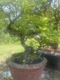 Tamarind tree in Da Nang