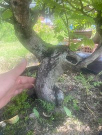 Tamarind tree in Da Nang