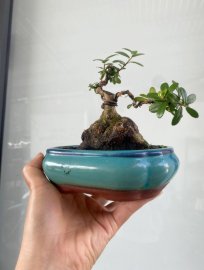 Hải châu lùn lực ạ