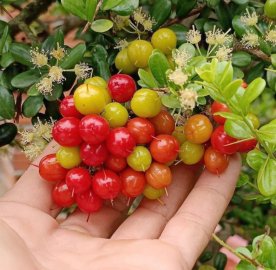 Hải châu lùn lực ạ