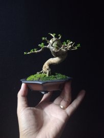 Premna tree