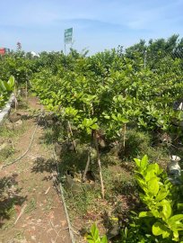 Red Ixora trees, inventory sale