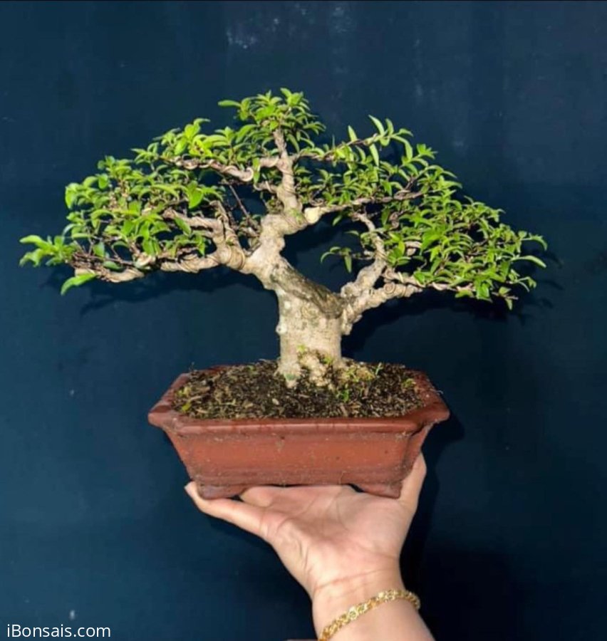 Mai chiếu thuỷ lá trung #550k bao ship