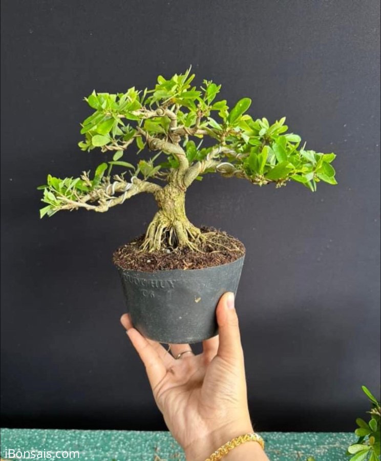 Linh sam mini đế đẹp #430k bao ship