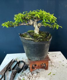Mai chiếu thủy Sale nhanh #299k ạ
