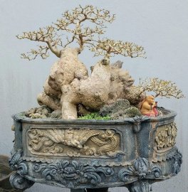 Indigoberry bonsai tree