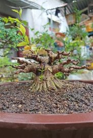 Mai chiếu thủy mini