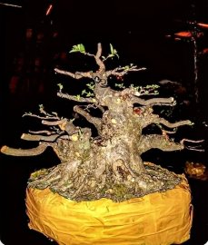 Mai chiếu thủy da đen