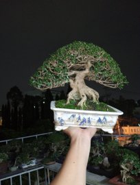 Premna tree