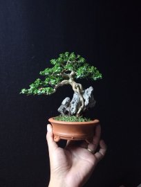 Premna tree overrock