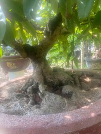 Yellow apricot tree